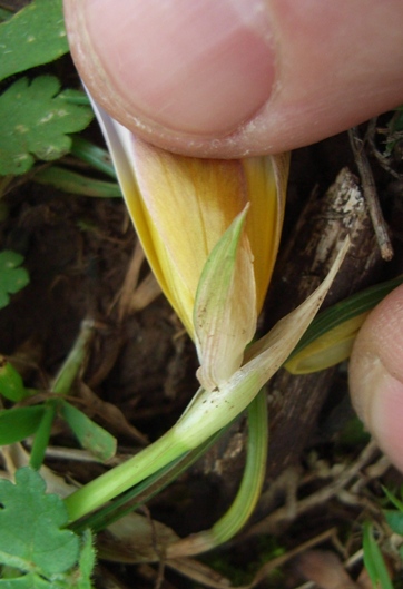 Romulea bulbocodium